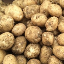 국산 수미감자 알감자 조림감자 포슬포슬감자 햇감자, 중 5kg /휴게소알감자사이즈, 1개