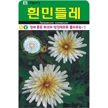 흰민들레씨앗 100알 민들레 꽃 씨앗 야생화 민들래
