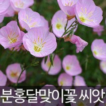분홍 달맞이꽃 씨앗 꽃씨앗 야생화 종자 500알, 1개