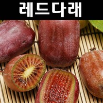 레드다래(켄스레드) 삽목2년 포트 1개/나무 묘목/과실수/유실수