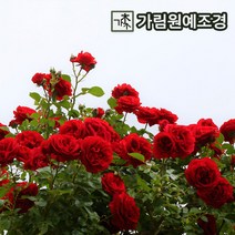덩굴장미 줄장미 가림원예조경, 크로넨장미전용상토20L, 1개