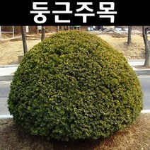 둥근주목(눈주목) 키30~40cm(분) 1개/나무 묘목/상록수/조경용