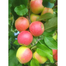 서울농원묘목/미니사과나무 루비에스 R3~4점 결실주 분묘 정원수