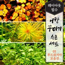 [미초 오픈이벤트] 키우기 쉬운 튼튼한 초보 수초 세트 (루드위지아 모음전) 12촉/16촉 랜덤발송 + 서비스 증정 / 어항 수초 / 레이아웃 / 구피 수초 / 치어 수초 /, 12촉
