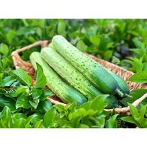 오이 다다기오이 백오이 백다다기 오이지용오이, 백다다기 2.5kg(10~15개), 1개