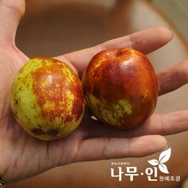 [나무인] 왕대추묘목(다왕자오품종) 2그루