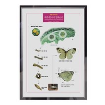 (JLS) 배추흰나비영구표본 동물발육 한살이 영구보존용 입체표본 (210x297mm) 생물영구표본