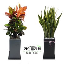 성남꽃배달 성남꽃집 개업화분, 회색, 떡갈고무나무