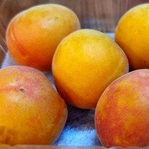 플럼코트 (하모니) 2년생 화분(키1미터), 본상품선택