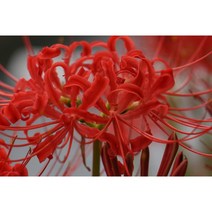 [꽃담은나무] 상사화 꽃무릇(석산) 특대품 구근, 2. 꽃무릇(석산) 특대품 5구세트