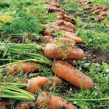 국내산 당근 아삭달콤 쥬스용 흙당근 못난이 10kg, 단품