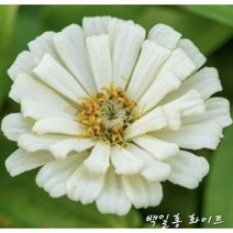 꽃씨앗 백일홍 화이트(20립) -일년초