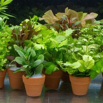 파라곤 아쿠아 키우기쉬운초보 미니 포트수초세트 구피어항 자연생화 음성활착 수초세트, 9번 물수세미 포트 수초