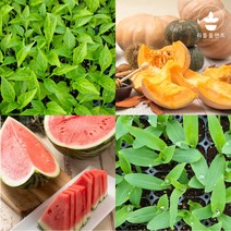 열매채소 모종 모음 가지 오이 호박 방울 토마토 수박 참외 브로콜리 옥수수 여주 수세미 콩 박 모종 텃밭, 식용박 2개