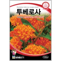 투베로사 100립 /관상용 야생화 텃밭 키우기 꽃씨 종자 씨앗 butterfly weed seeds