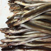 흑산도 장어 1kg 2~5미 통영 장어 배달 바다장어 손질장어 오늘저녁메뉴 집에서 장어구이 아나고, 대장어 2~3미 1kg