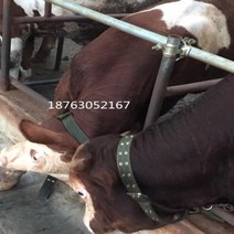 말굴레 말굴레고삐 굴레고삐 승마굴레 마방굴레말목걸이 소 탭 세트 기르기 특수 고삐 사료-제비 묶음 묶인, 04 4