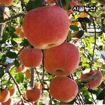 경북 영주 풍기 상큼한 명품 꿀 부사 사과 최상품 5kg 10kg, 명품 5kg 대과(12-14과)