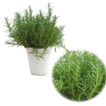 로즈마리 허브 화분 식용식물 공기정화 허브화분 식용꽃