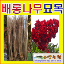 (G소망)신품종배롱나무(다이너마이트)키120센치 2그루, 1개
