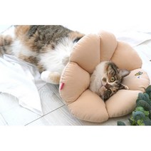 강아지 포근한 행동교정 넥 카라 M 남아 애완 편한 펫, 1개