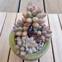 오로라 키우기 쉬운 다육 랜덤발송 분포함1-70, 단품