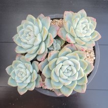 꽃다리 아이시그린 적심 15 다육식물 다육이 아이만배송