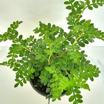 산초 산초나무 산초미니화분 실내공기정화식물, 상세페이지 참조