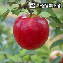 사과나무 유실수 정원수 가림원예조경, 아리수 접목1년 특묘 [신품종], 1개