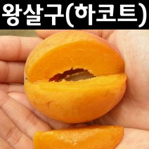 왕살구/하코트 나무 묘목 R3cm(분) 1개/유실수/과수
