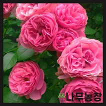 (나무농장) 유럽사계덩굴장미 레오나르도 다빈치 1m내외 포트