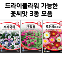 드라이플라워 가능한 꽃씨앗 3종 천일홍 씨앗 로단세 씨앗 수레국화 씨앗 꽃씨몰 꽃씨 봄 여름 가을 겨울 파종 꽃씨앗