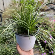 골드씨드 야생화 모로위사초 대품 실버셉터 대퓸 머로위사초 다년초 노지월동식물 지피식물, 6치포트, 1개