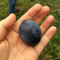 광일농원 [광일농원 바이오체리나무특묘 2그루] 접목1년생