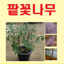 (D소망)팥꽃나무묘목(7치 화분) 1그루