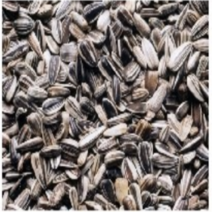 (좋은씨앗)해바라기 식용 (약 150립)
