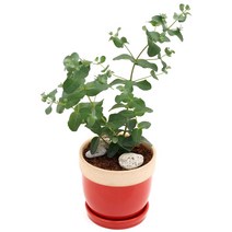 아침향기 공기정화식물 도토리화분 40종, 유칼립투스, 도토리 화이트