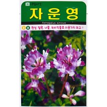 자운영 꽃씨앗 1000립