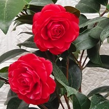 동백나무 블랙로즈38 - 빨강 겹 동백나무