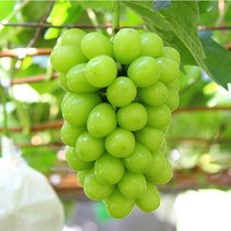 포도나무 묘목/ 샤인머스켓(Shine muscat) 3년생 결실주