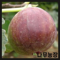 (나무농장) 무화과나무 승정도후인 키 1.5m R4 내외 분