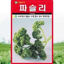 아람 파슬리씨앗 500립, 1개