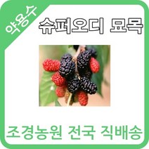 대한조경농원 슈퍼오디 나무 묘목 (1년생-5주묶음) 뽕나무