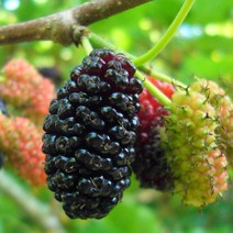 슈퍼대심오디나무 묘목 접목 1년생 상묘 약용수 수확