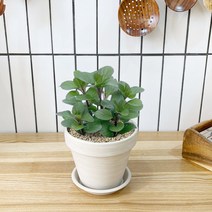 1+1 오데코롱민트 키친허브 화분 세트 타임 바질 베란다 텃밭 허브 키우기, H14.오데코롱민트, H02.라벤더