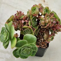 다육(샐러드볼철화6) 랜덤발송, 1개