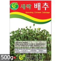 대용량 밀 새싹 씨앗 500g / 새싹씨앗 밀씨앗 밀새싹씨앗 새싹밀 밀씨 새싹씨앗밀, 07_새싹대용량_배추(500g)