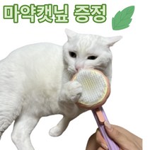 레빗몰 고양이빗 강아지빗 브러쉬 비숑빗 털제거, 1개, 펌킨그린