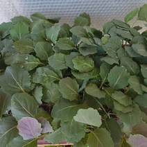 케일 모종 20구 베란다 텃밭 쌈채소 생즙용