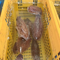 [산지직송] 활 생물 자연산 갑오징어 1kg 오징어 신 고흥산 군산 통영 새꼬막 서비스 냉동 급냉 숙회 볶음 통찜 국내산 봄 가을 손질, 손질된 냉동 갑오징어(4~7미)